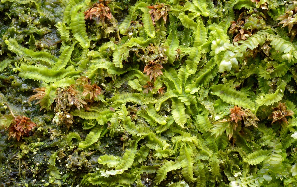 Представитель Семейства Geocalycaceae